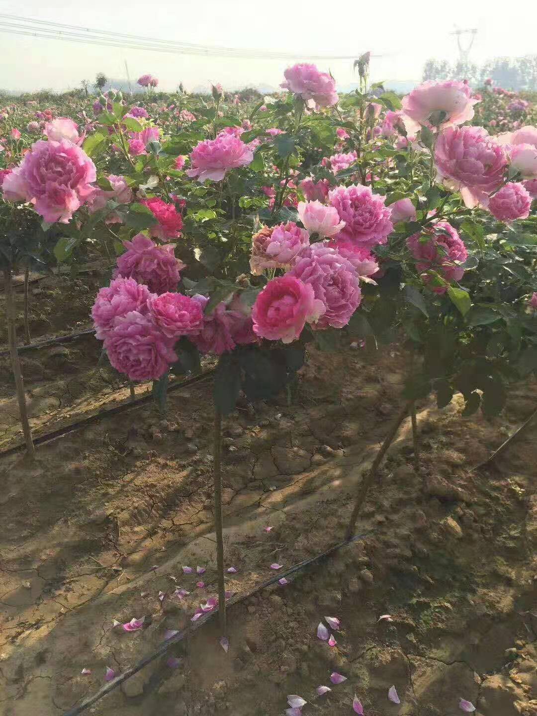 苗圃批發(fā)棒棒糖月季，批發(fā)基地，顏色鮮艷，庭院盆栽花卉