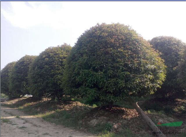 桂花樹(shù)廠家  桂花樹(shù)價(jià)格