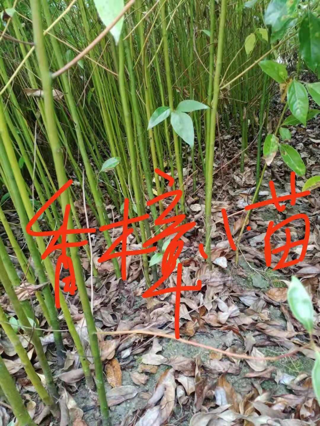 香樟苗多少錢  江西香樟苗價(jià)格