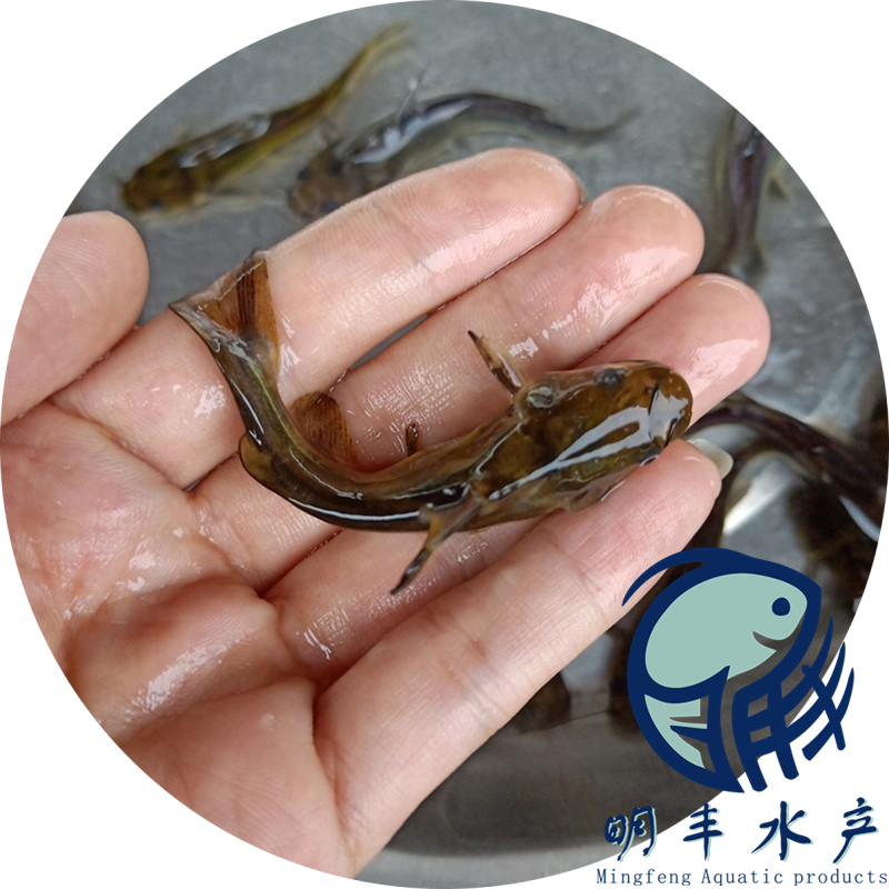 明豐漁業(yè)黃骨魚苗批發(fā)-3月份銷售規(guī)格-淡水供應(yīng)【廣州明豐水產(chǎn)有限公司】