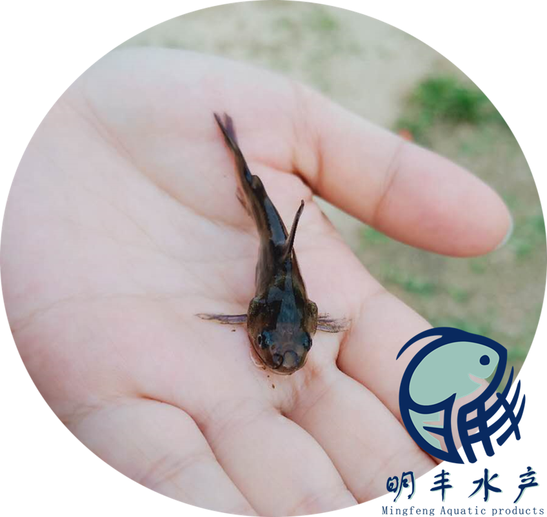 明豐漁業(yè)黃骨魚苗批發(fā)-3月份銷售規(guī)格-淡水供應(yīng)【廣州明豐水產(chǎn)有限公司】