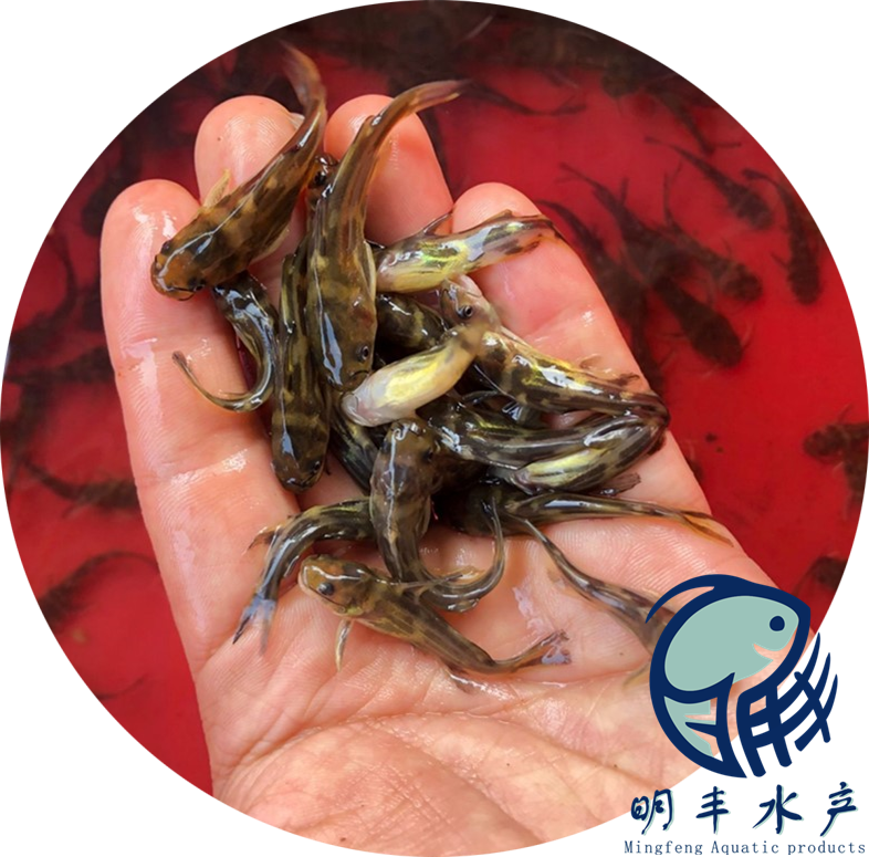 淡水黃骨魚苗網(wǎng)箱養(yǎng)殖-存活率高3-5公分規(guī)格-苗場批發(fā)【廣州明豐水產(chǎn)有限公司】