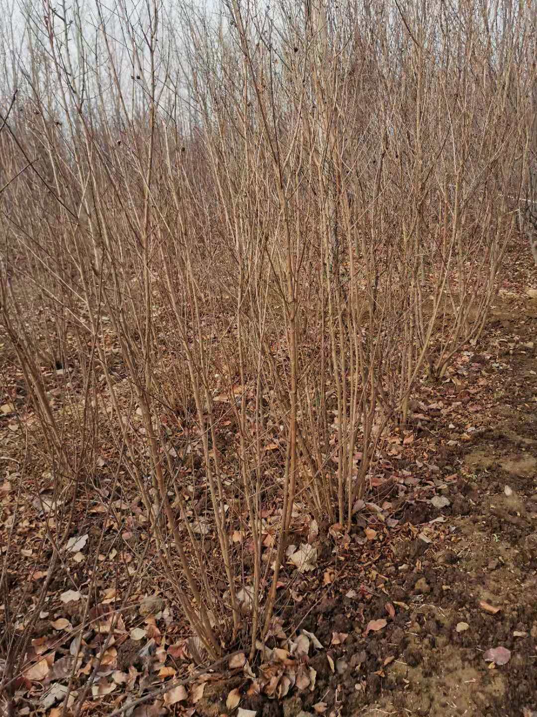 山東泰安供應(yīng)@叢生紫薇百日紅@