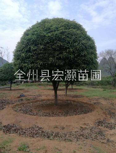 出售桂花樹(shù) 出售*桂花樹(shù)