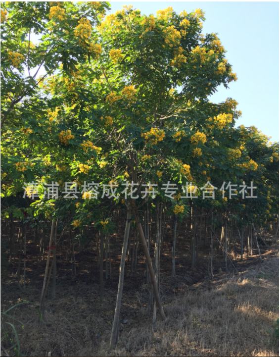 廣東黃花槐樹苗基地 自家種植直銷樹苗 叢生黃花槐批發(fā)