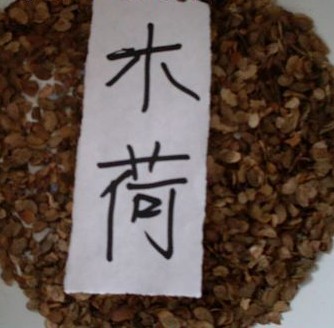 江西木荷種子/江西木荷種子/江西木荷種子價(jià)格