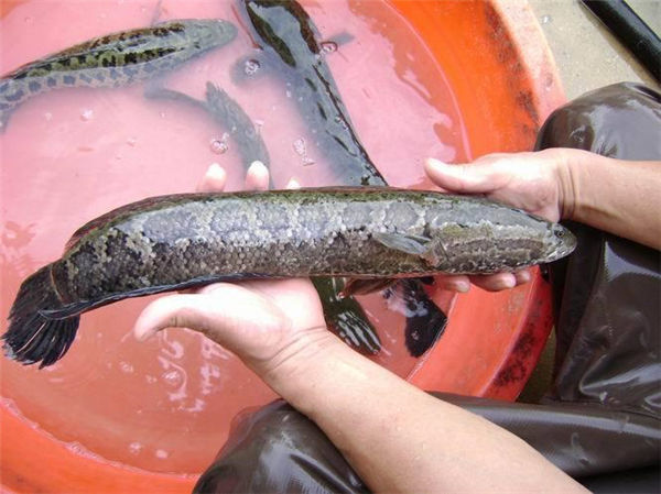 黑魚苗/生魚苗批發(fā)價格