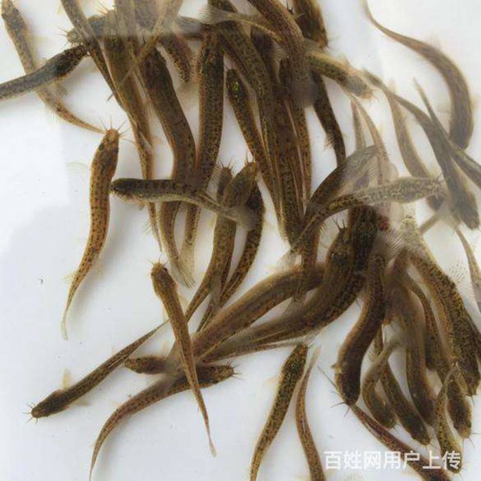 泥鰍苗 泥鰍苗批發(fā) 泥鰍苗水花