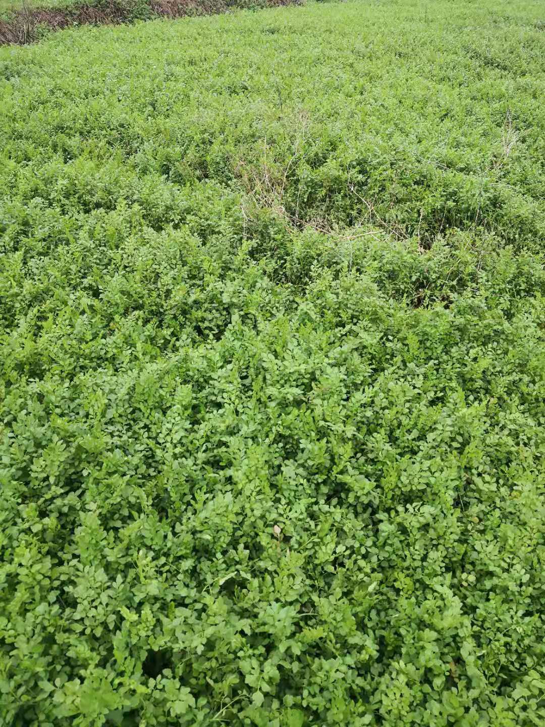野水芹菜-批發(fā)-供應商-哪家好-電話 野水芹菜 佛山野水芹菜