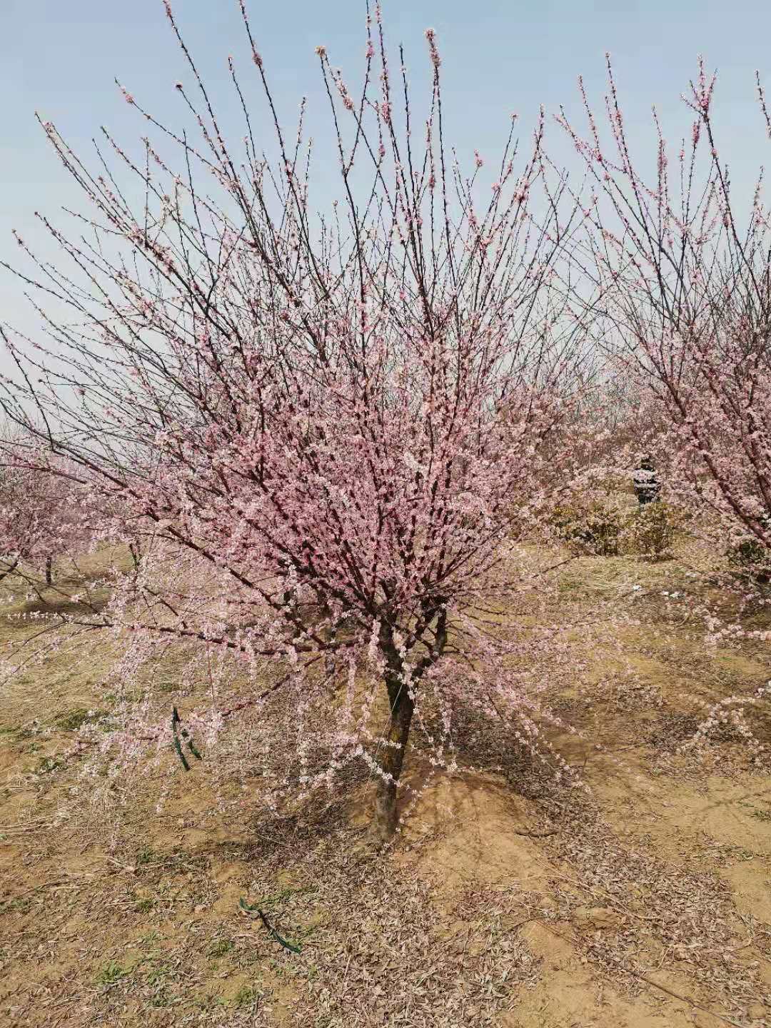 山東供應(yīng)2-15公分@榆葉梅