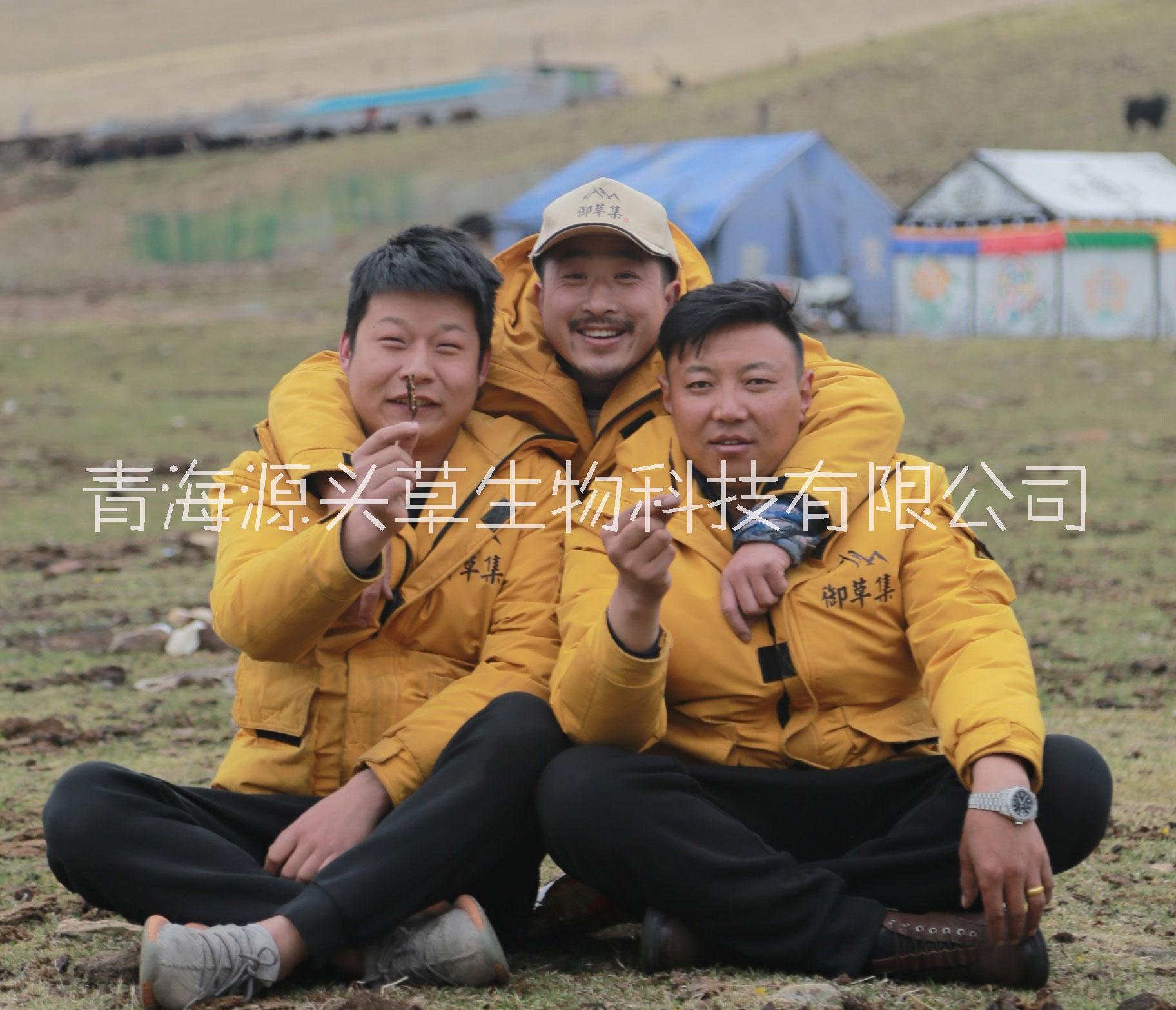 藏區(qū)源產(chǎn)地高海拔冬蟲(chóng)夏草——御草集冬蟲(chóng)夏草