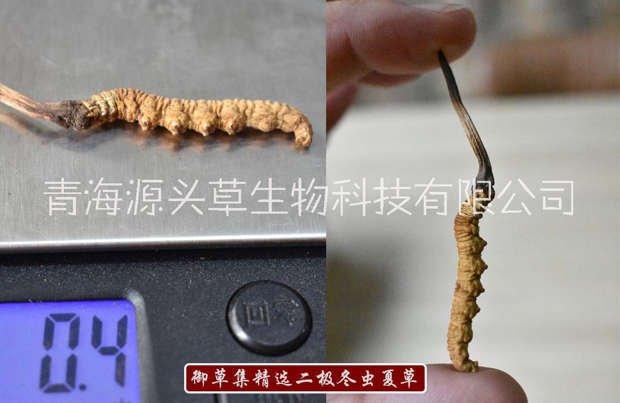 虔信御草集二級(jí)冬蟲(chóng)夏草