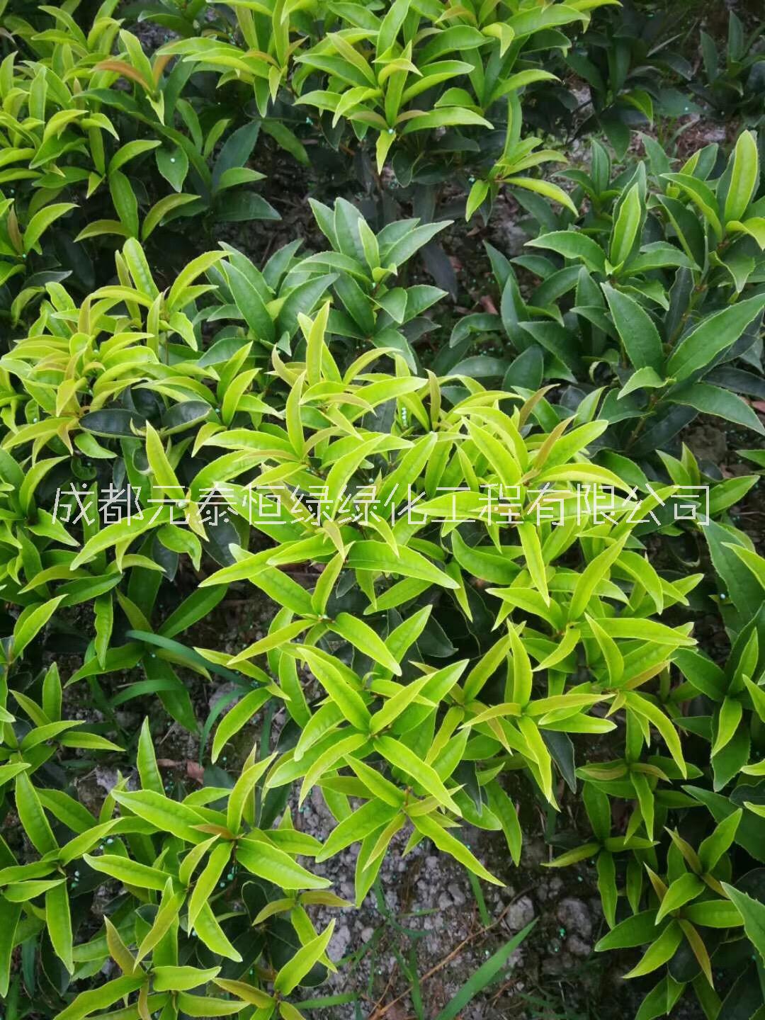 供應(yīng)四川成都四季桂水生植物、地被苗木批發(fā)價(jià)格表