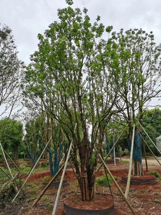 重慶叢生香樟報價哪家比較實惠基地供應 規(guī)格齊全