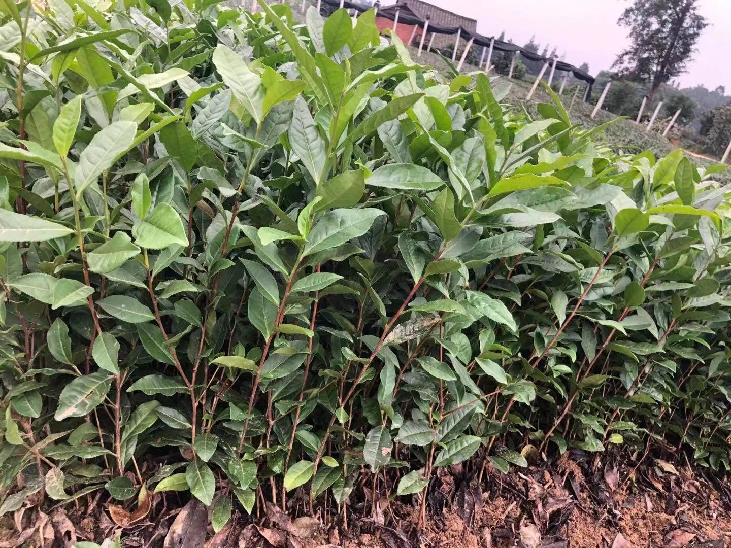 福云9號(hào)茶苗  福云6號(hào)茶苗批發(fā)     四川福云9號(hào)茶苗基地