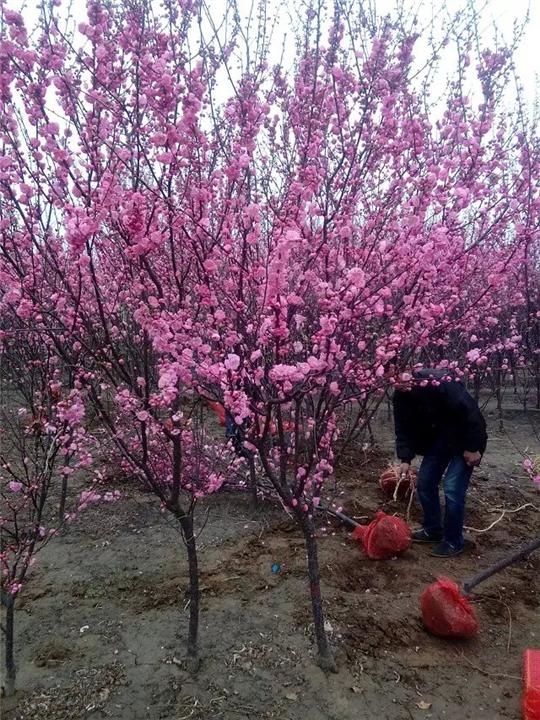 河北小大卜榆葉梅高1.3米?1米-批發(fā)-價格-哪家好