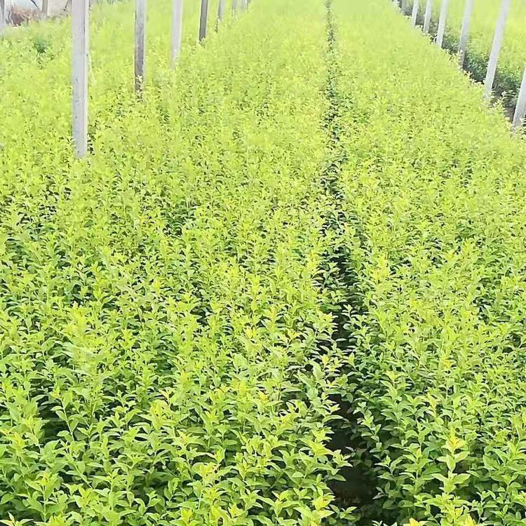 定州金葉女貞基地-苗圃-價格