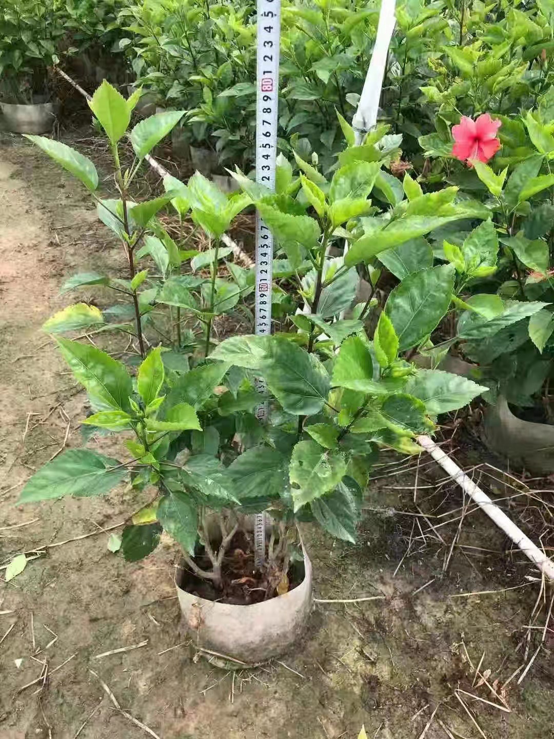 廣東大紅花供應(yīng)*高70到1.2米，冠50以上