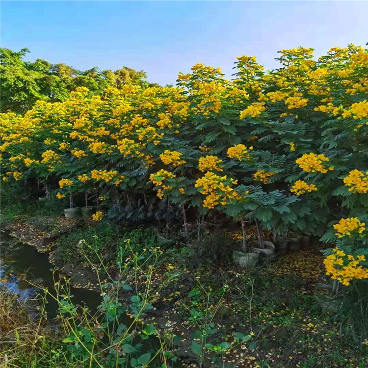 黃花愧 福建黃花槐 找冬升花木場 向全國供貨 廣東黃花愧 廣東黃花愧價格
