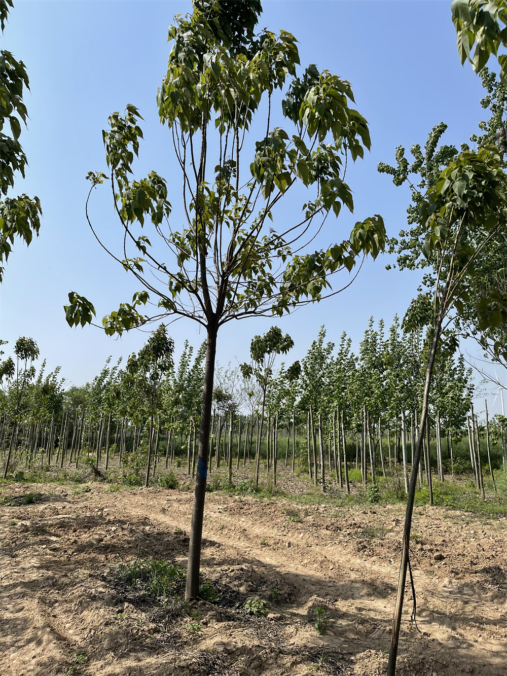 河南批發(fā)楸樹樹苗基地_綠楸苗木梓樹小苗價格 綠化楸樹