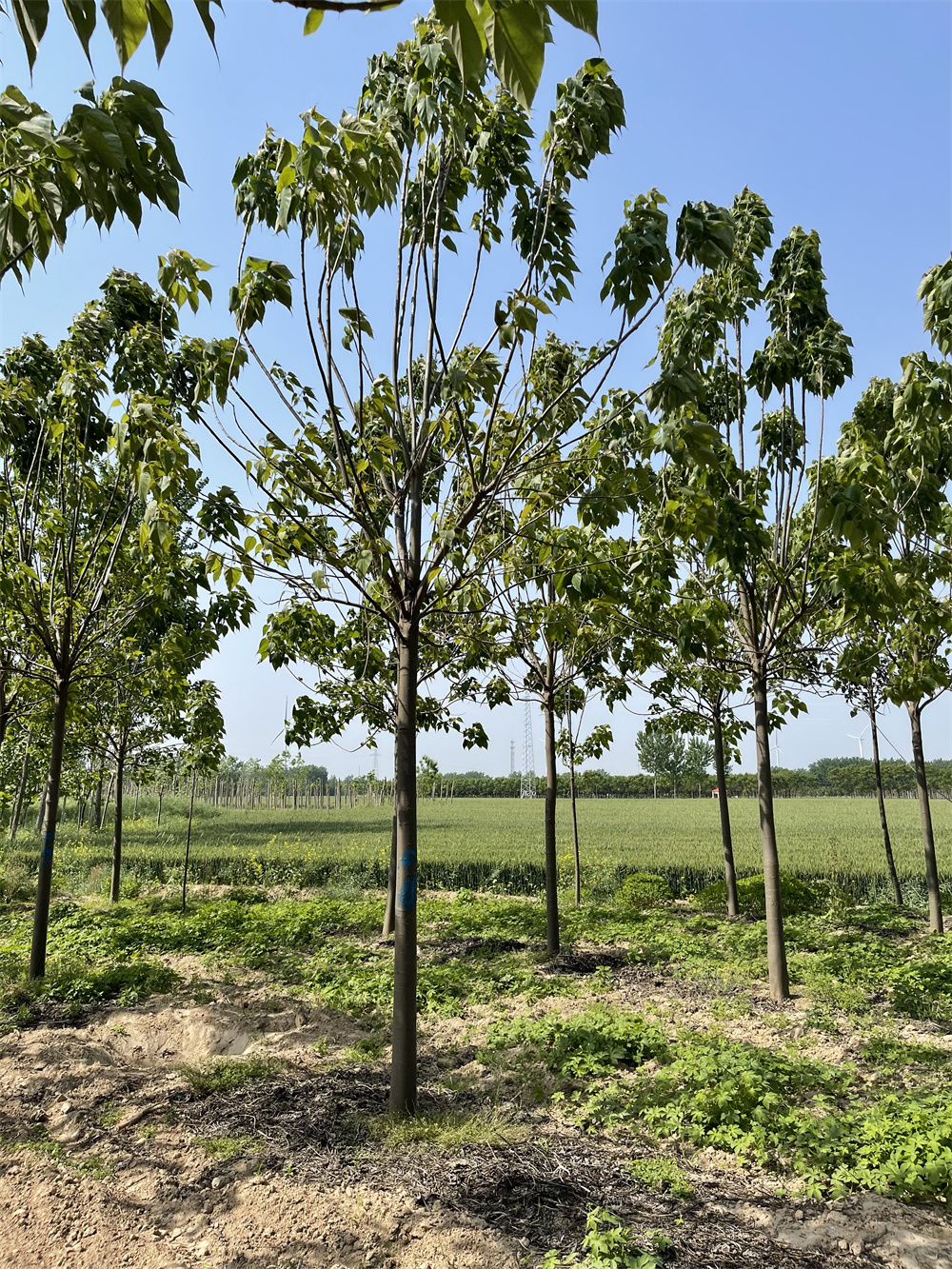 河南批發(fā)楸樹樹苗基地_綠楸苗木梓樹小苗價格 綠化楸樹