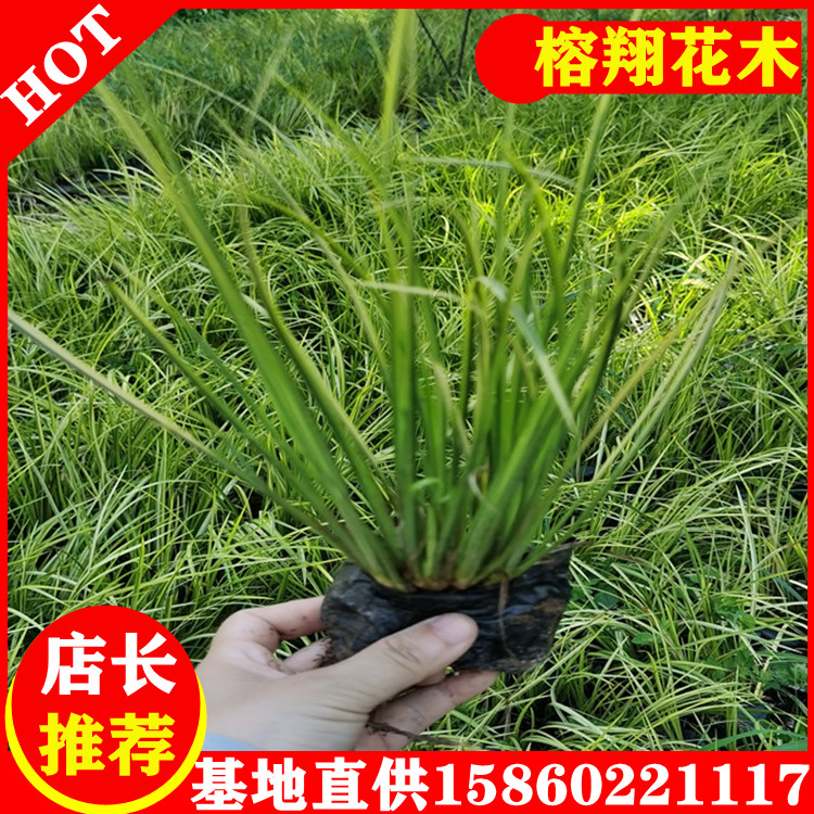 吉祥草1地被綠化草本植物吉祥草移植苗小杯苗易成活