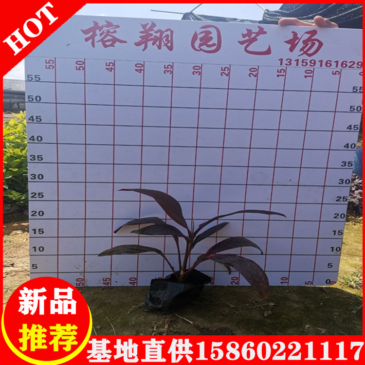 亮葉朱焦1袋苗批發(fā)市政園林工程用苗自家苗木