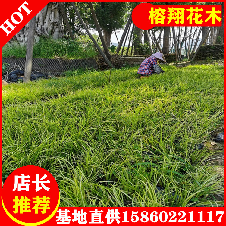 金葉石菖蒲2基地批發(fā)水生植物觀賞草品種規(guī)格齊全