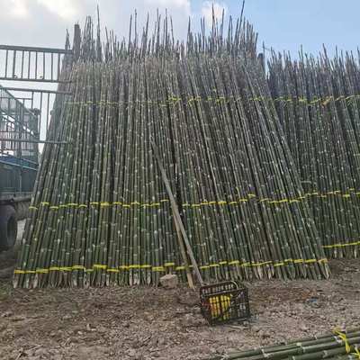 毛竹稍廠家 3.5米長楠竹尾漁業(yè)插網(wǎng) 制作竹椅原料量 3..5米長楠竹