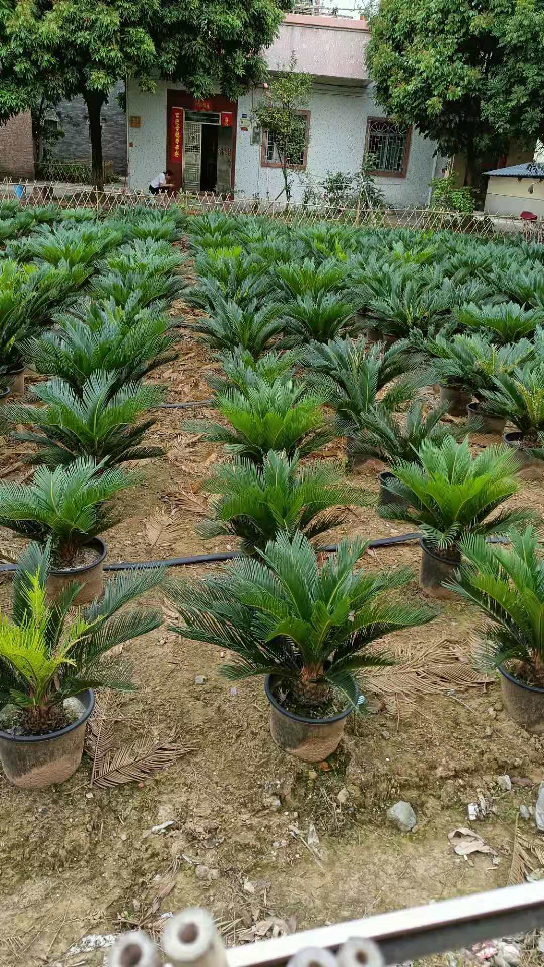 庭院 鐵樹價格 鐵樹苗盆栽 鐵樹小苗批發(fā) 蘇鐵盆栽苗 鐵樹小盆景 鐵樹大苗