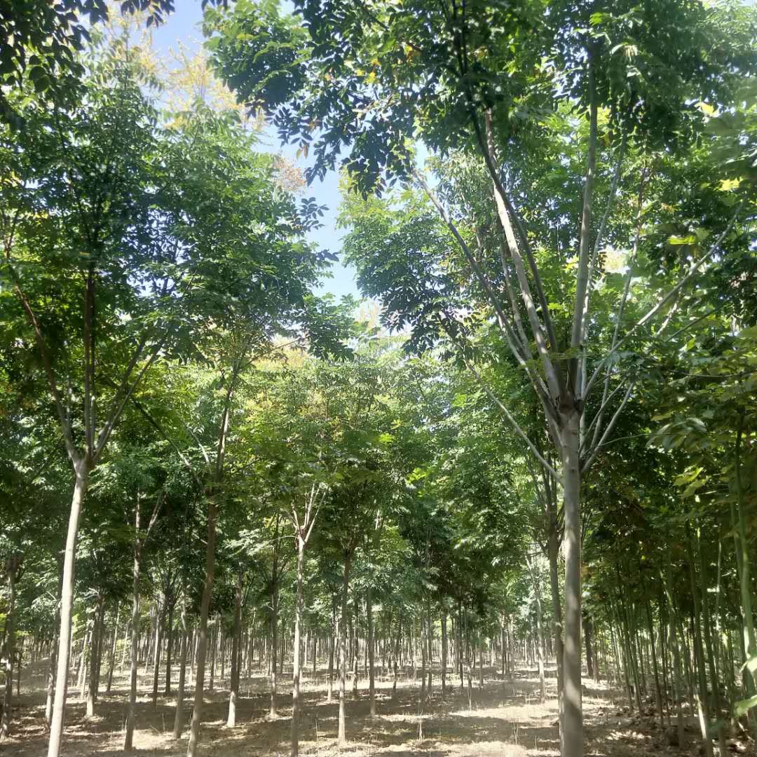 梓樹 河南梓樹，黃櫨，法桐，柳樹，欒樹，楸樹，楸樹5-9公分，梓樹12公分