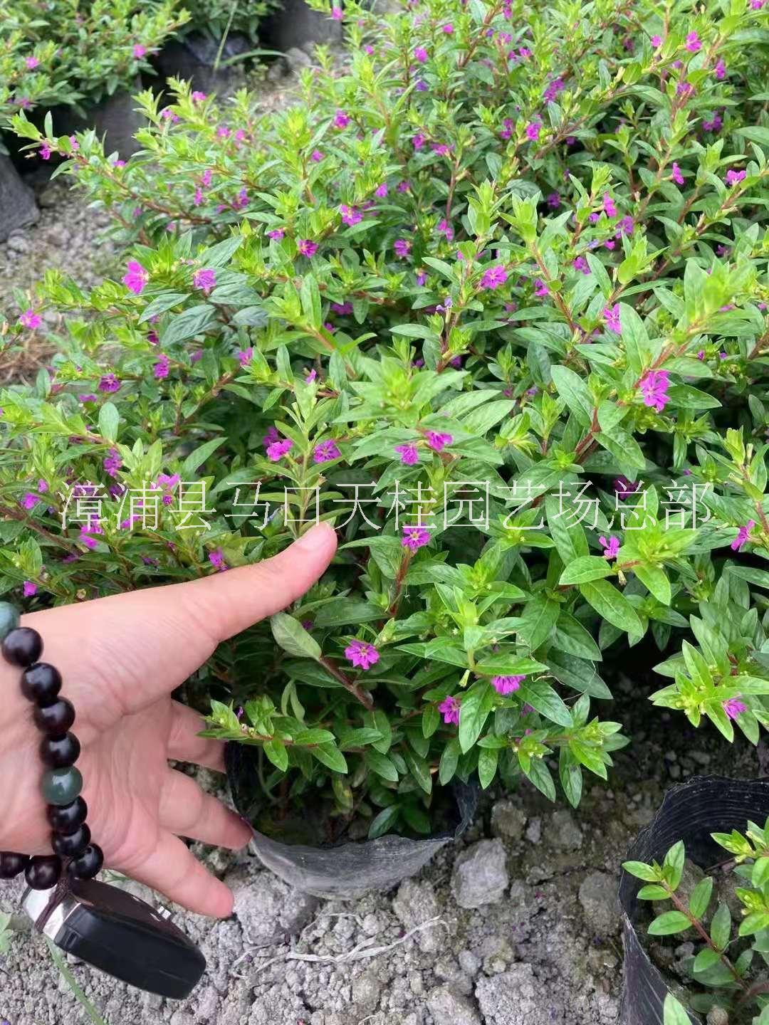 滿天星批發(fā)  滿天星哪家好