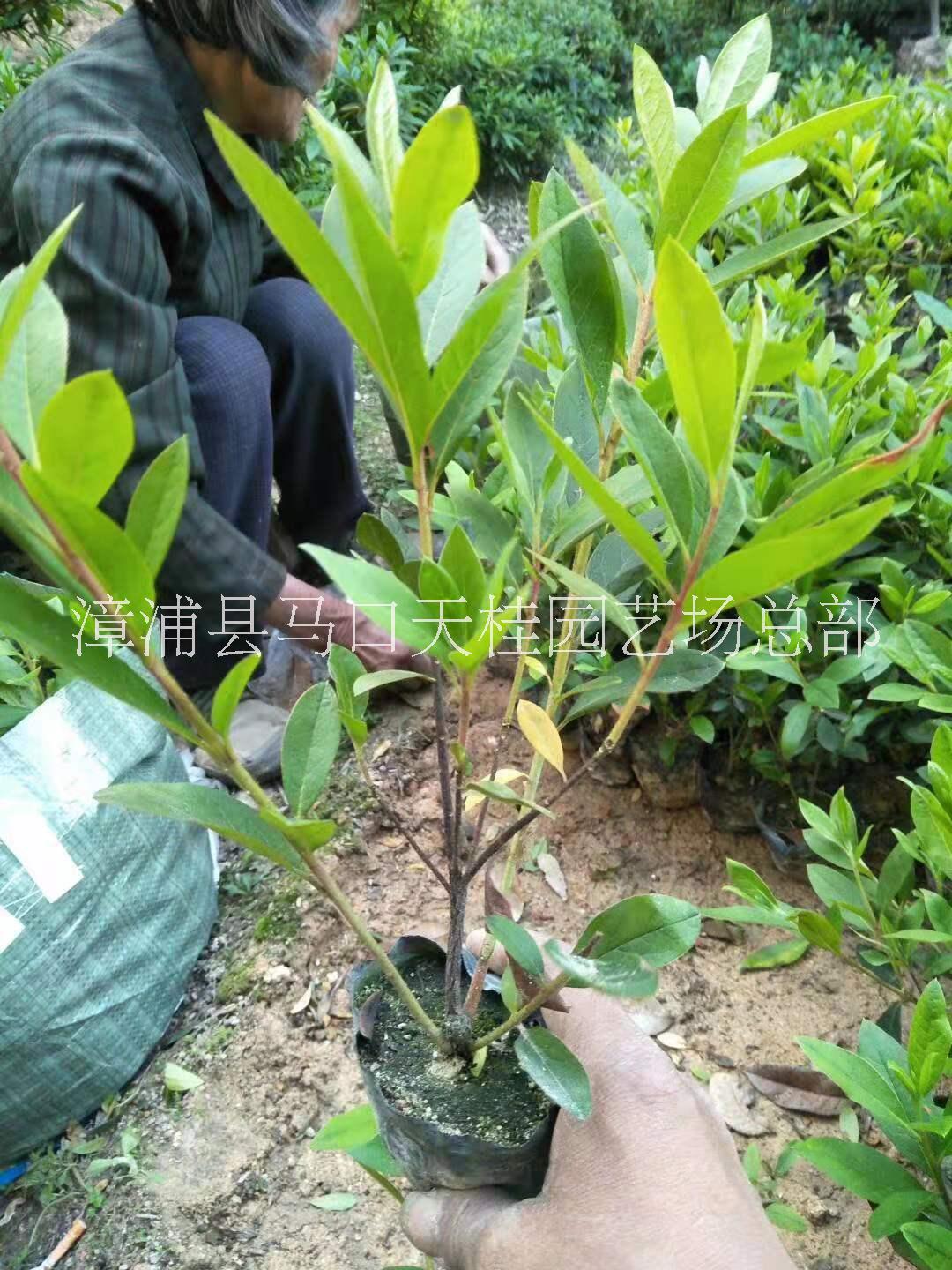 基地直銷常綠灌木毛杜鵑 綠化工程供應(yīng) 毛杜鵑大量批發(fā)