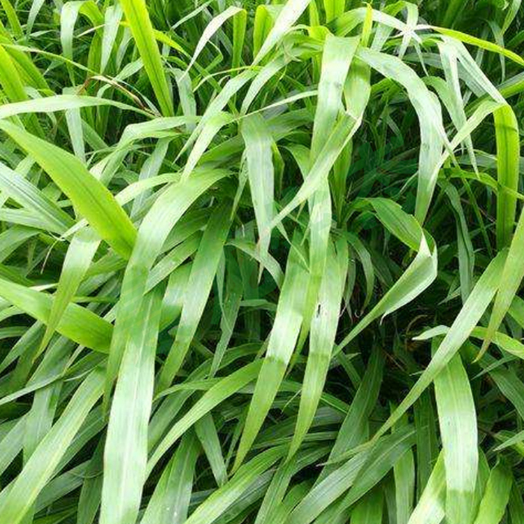 廣西南寧寬葉雀稗草籽邊坡綠化國產(chǎn)百喜草種子寬葉草種子批發(fā)