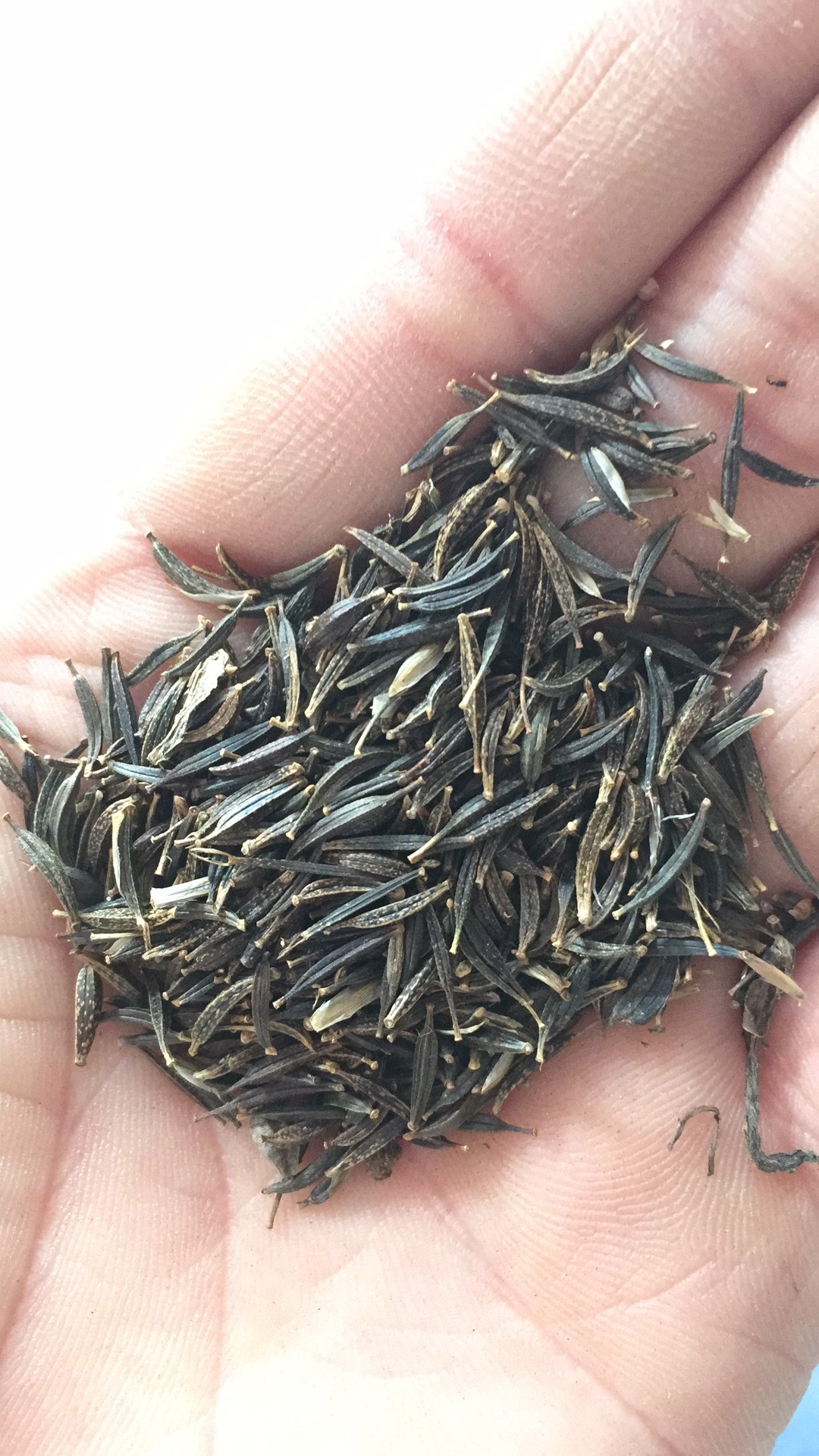 怎么樣辨別好的草種.花種?