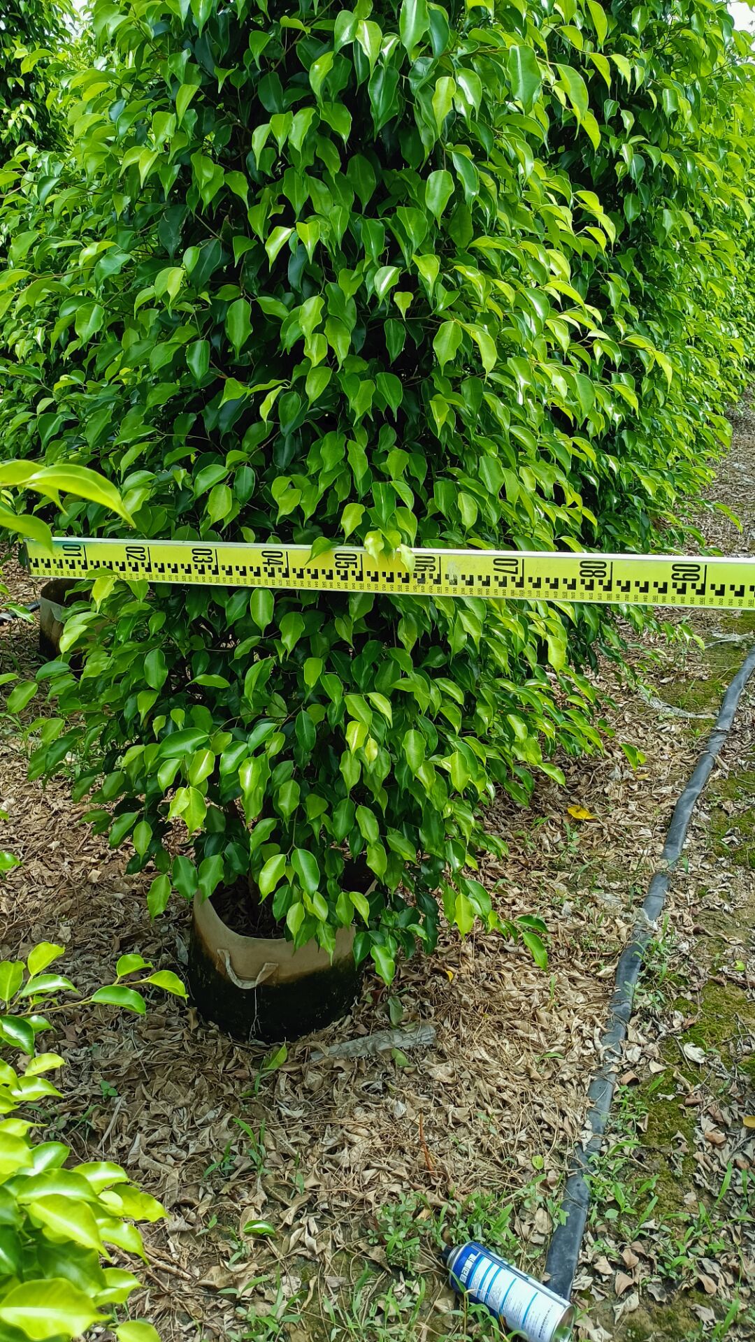 垂榕 垂葉榕 垂葉榕 綠化苗木 綠化苗木批發(fā)