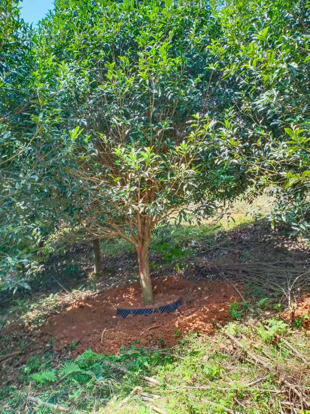 福建丹桂樹(shù)假植苗基地*余棵丹桂樹(shù)假植苗15一20公分哪里有