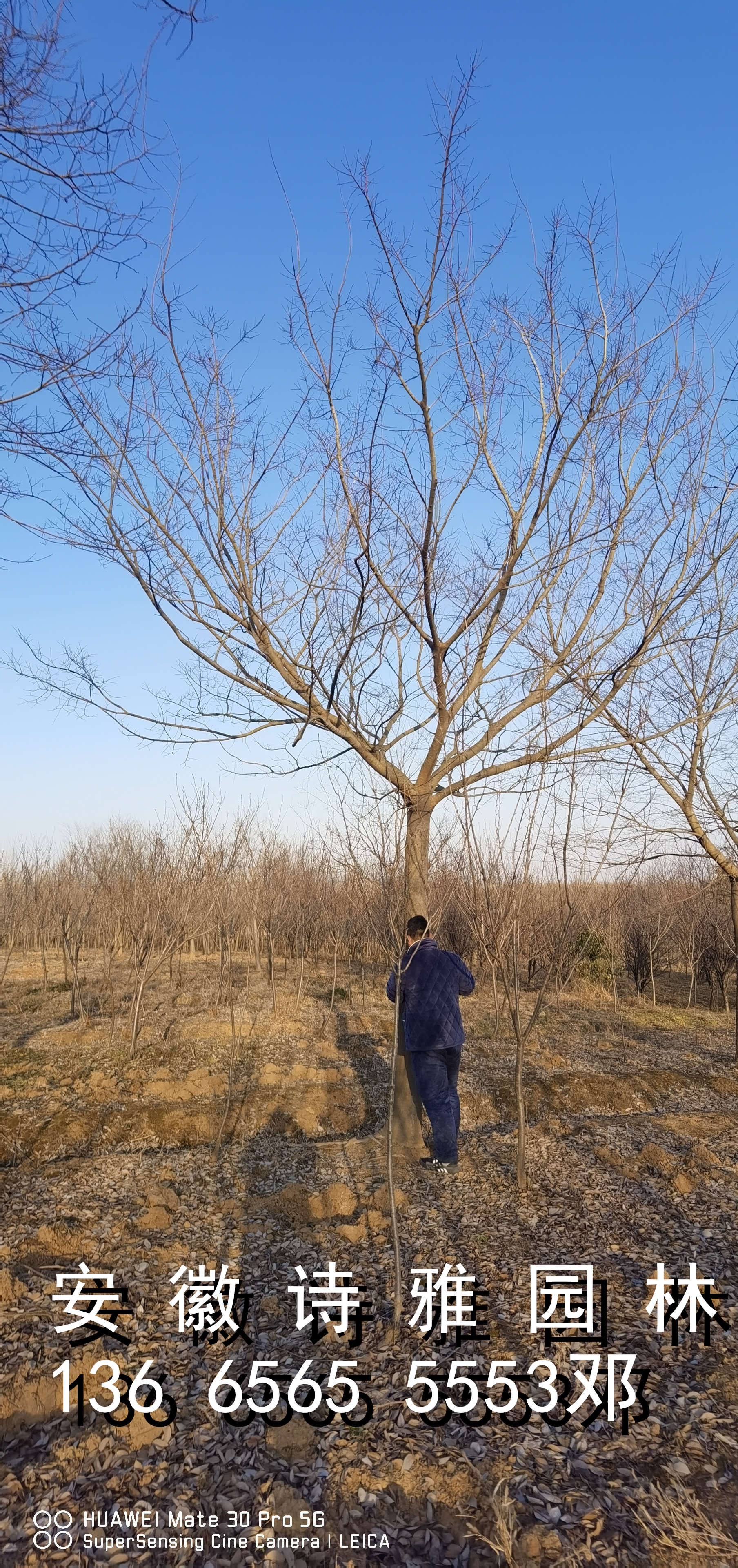 安徽肥西樸樹基地大量出售叢生樸樹，移栽樸樹，造型樸樹