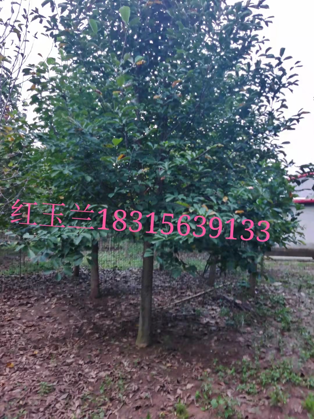 臨沂羅莊茂藍(lán)園藝經(jīng)營(yíng)部——對(duì)接白臘.絢麗海棠.白蘭地.彩葉海棠.羅莊茂藍(lán)經(jīng)營(yíng)部