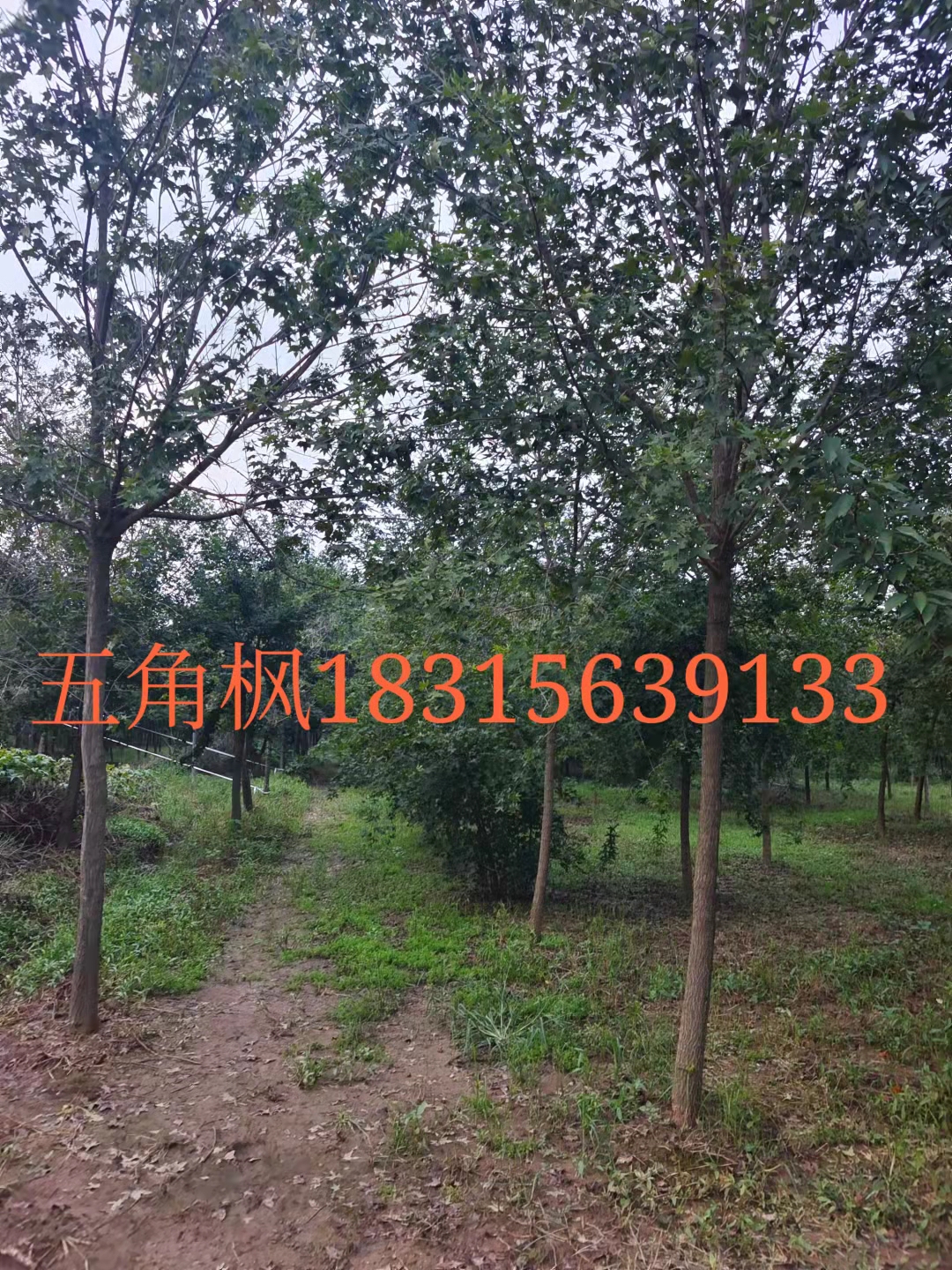 羅莊茂藍(lán)園藝——絢麗海棠、紅巴倫、白蘭地、彩葉海棠——羅莊茂藍(lán)園藝