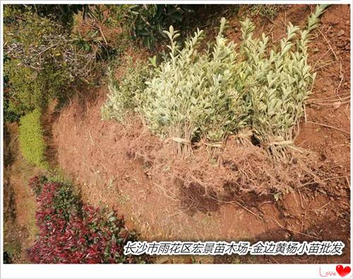 金邊黃楊基地--隨到隨挖金邊黃楊小苗.杯苗.湖南金邊黃楊毛球找宏景苗木