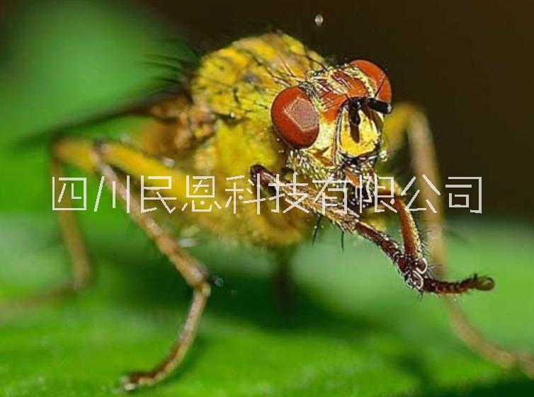 四川赤眼蜂、稻螟赤眼蜂、螟黃赤眼蜂廠家批發(fā)直銷 民恩赤眼蜂