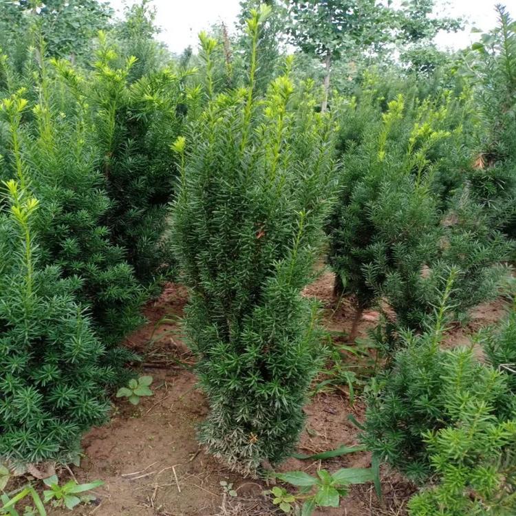 福建紅豆杉苗圃批發(fā)-紅豆杉樹(shù)苗基地 -15公分紅豆杉基地