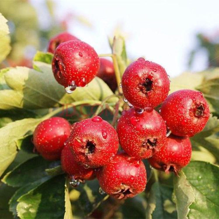 茂名批發(fā)甜紅子山楂苗價(jià)格_大果山楂樹苗種植基地