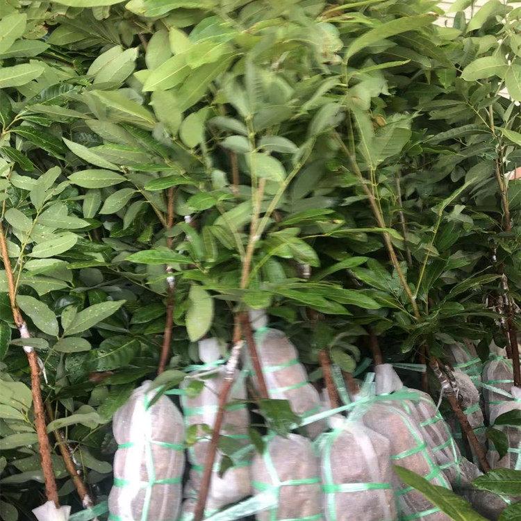 茂名批發(fā)石硤龍眼苗基地_哪家成活率搞