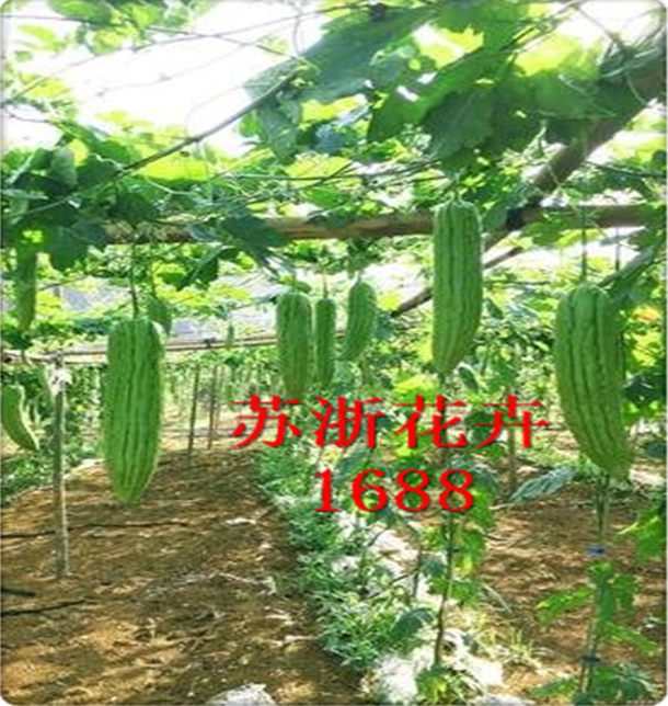 山東黑籽苦瓜種子批發(fā) 蔬菜種子多少錢