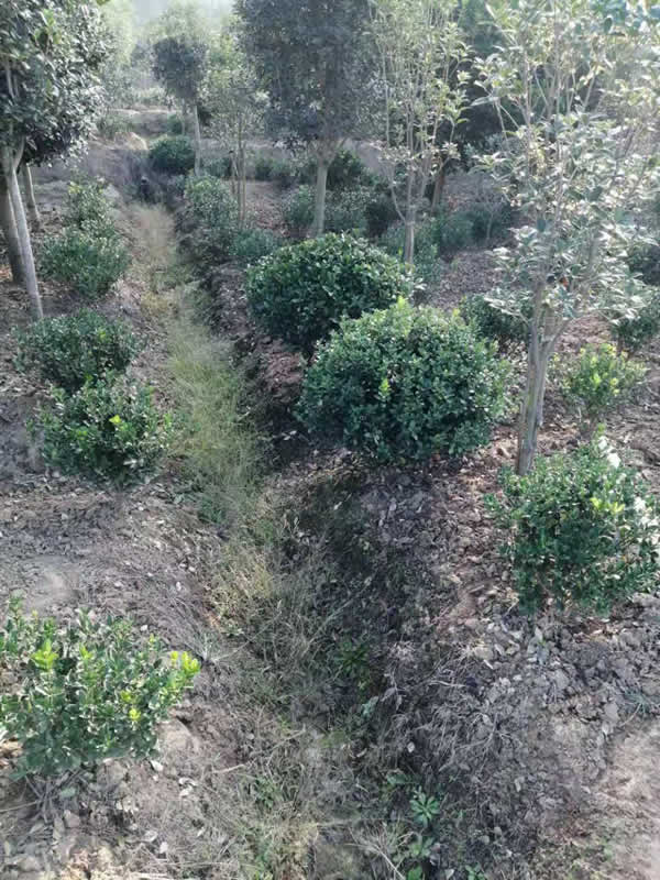 大葉黃楊球--大葉黃楊苗基地直銷