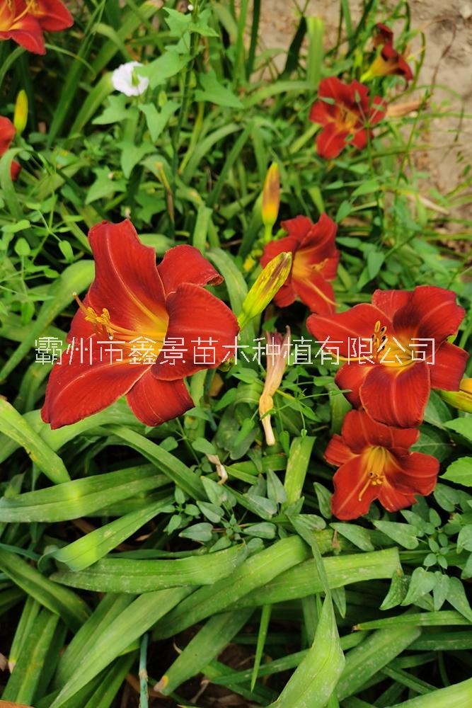 供應各色大花萱草