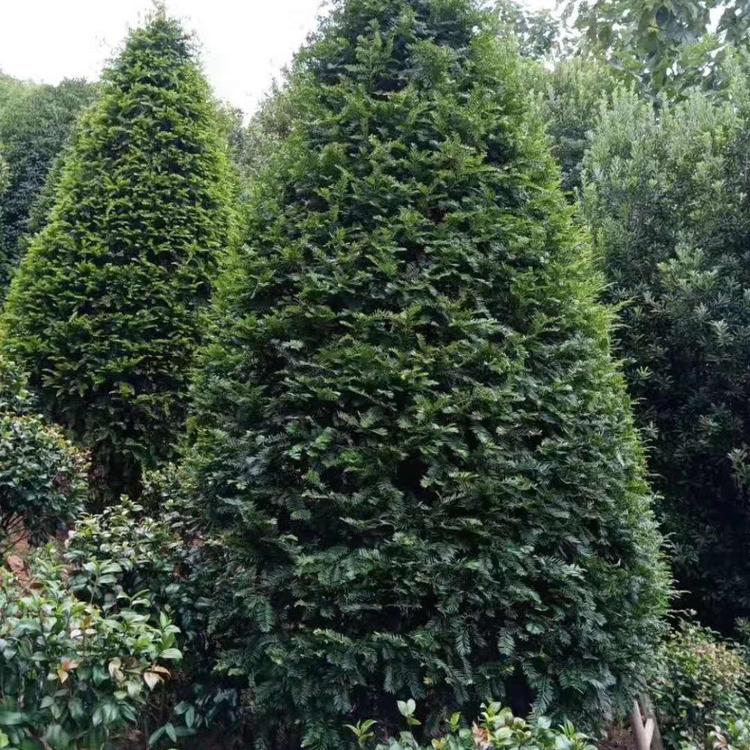 紅豆杉樹(shù)苗價(jià)格 成活率高