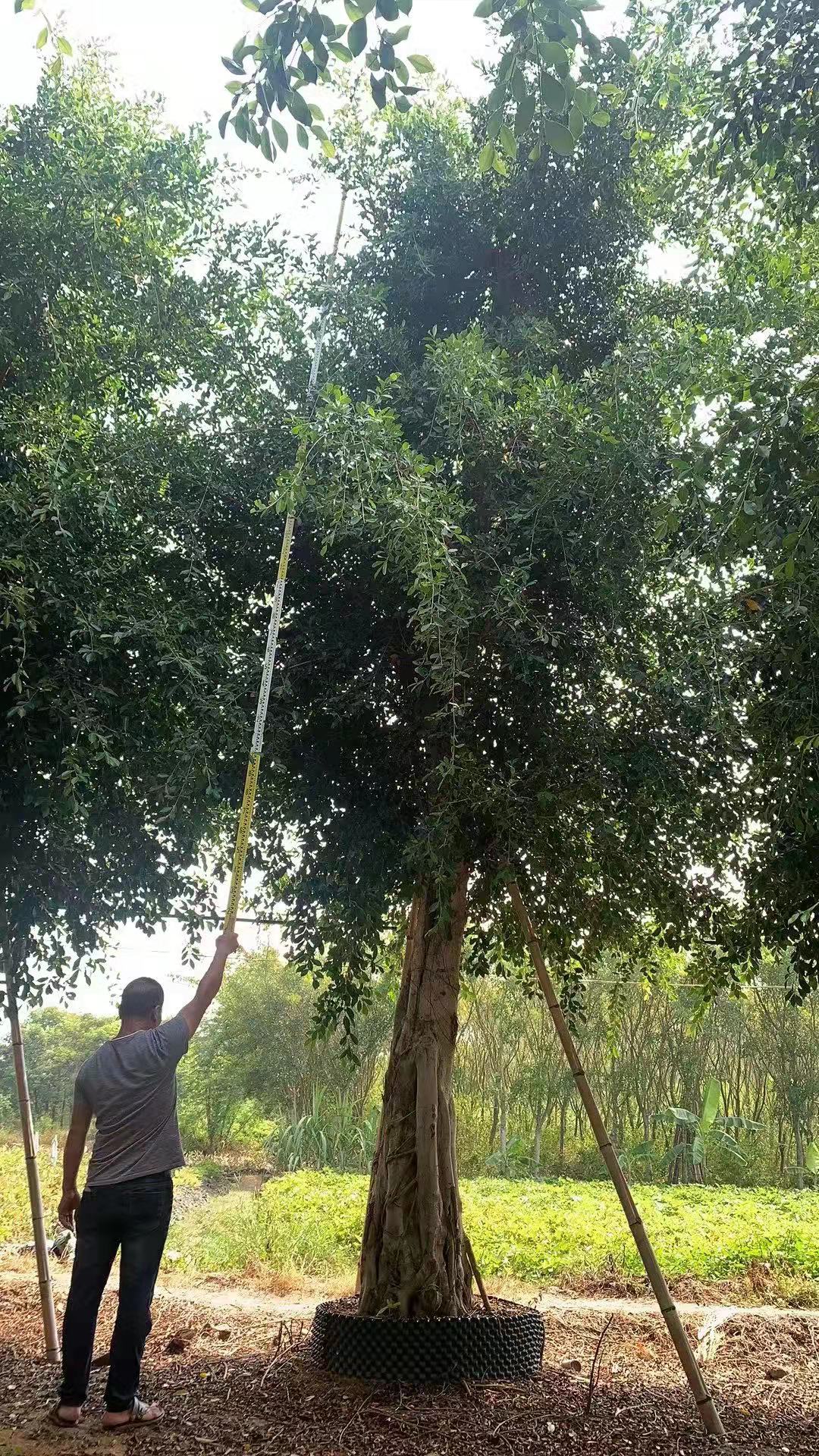 福建小葉榕價格 小葉榕景觀綠化樹批發(fā)